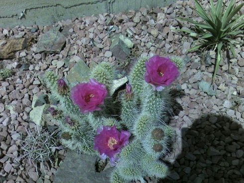 Cacti are a beautiful way to xeriscape.